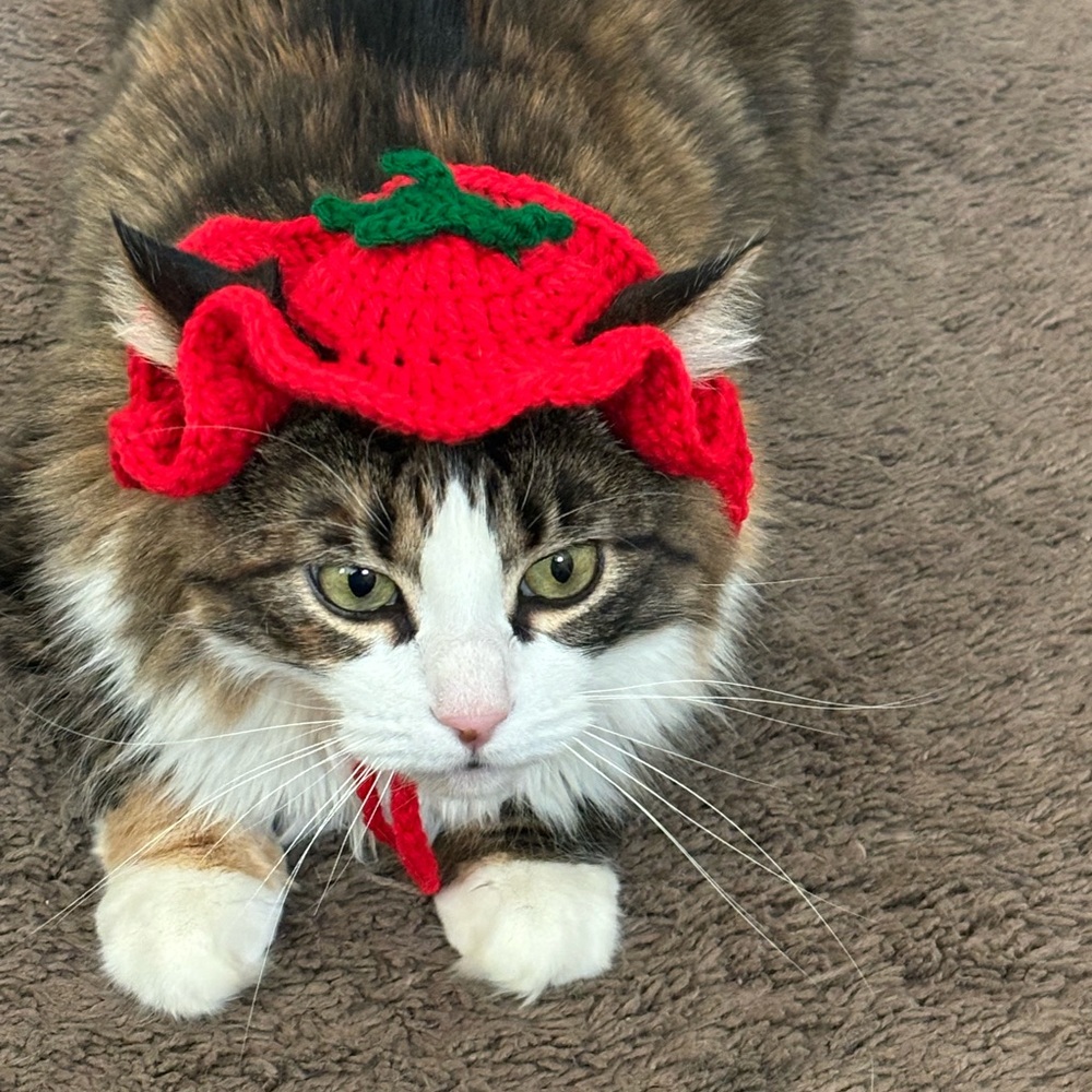 Crochet hat for cat 🍅 🐈